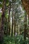 Caucasian men walking and exploring a trek trail in a forest