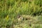 Caucasian Mountain ground squirrel