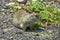 Caucasian Mountain ground squirrel