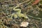 Caucasian parsley frog