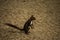 Caucasian or Persian Squirrel (Sciurus anomalus) standing on its hind legs on a gray rough stone paved road