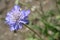 Caucasian pincushion flower