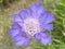 Caucasian pincushion flower / Lomelosia caucasica or Scabiosa caucasica / Pincushion-flower, Caucasian scabious, Garten-Skabiose