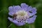 Caucasian pincushion flower scabiosa caucasica