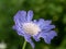 Caucasian pincushion flower Scabiosa caucasica in the summer g