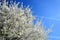 Caucasian plum white blossom and blue sky