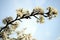 Caucasian plum white blossom and blue sky