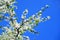 Caucasian plum white blossom and blue sky