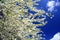 Caucasian plum white blossom and blue sky