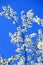 Caucasian plum white blossom and blue sky