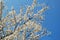 Caucasian plum white blossom and blue sky background