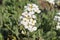 `Caucasian Rock Cress` flower - Arabis Caucasica