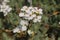 `Caucasian Rock Cress` flower - Arabis Caucasica