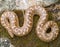 Caucasian sand boa, Eryx jaculus