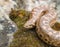 Caucasian sand boa, Eryx jaculus