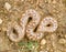 Caucasian sand boa, Eryx jaculus