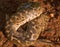 Caucasian sand boa, Eryx jaculus