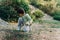 Caucasian school boy kid gathering firewood while hiking in the autumn city park. Child collecting wood to make bonfire