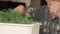 A Caucasian senior citizen over 70 cuts fresh greens grown at home in a flower pot. Green dill grew on a windowsill. Homework for