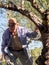 Caucasian senior male picking olives at olive tree plantations