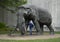 Caucasian senior man posing with `Jumbo` by artist Tom Tischler, a life-size mammoth sculpture on the grounds at Fair Park