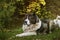 Caucasian sheepdog in autumn time.Adult Caucasian Shepherd dog.