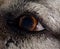 Caucasian sheepdog left eye