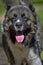 Caucasian sheepdog portrait