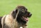 Caucasian Shepherd Dog