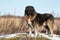 Caucasian Shepherd dog