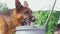 Caucasian Shepherd Dog drinks water from a plastic bucket