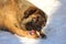 Caucasian Shepherd dog eating bone