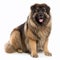 Caucasian Shepherd dog, fluffy dog close-up portrait on white background, loyal friend, cute pet,