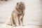 Caucasian Shepherd Dog. Guard dog. Huge formidable guard dog