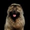 Caucasian Shepherd Dog isolated on a black background