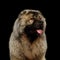 Caucasian Shepherd Dog isolated on a black background