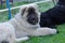 Caucasian shepherd dog looking seriously while lying attached to metal fence