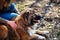 Caucasian shepherd dog outdoor exterior portrait