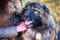 Caucasian shepherd dog outdoor exterior portrait