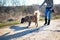 Caucasian shepherd dog outdoor exterior portrait