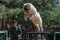 Caucasian shepherd dog overcomes an obstacle in the long jump. H