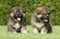 Caucasian Shepherd dog puppies on green lawn