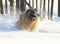 Caucasian Shepherd dog running in snow