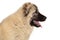 Caucasian shepherd puppy profile