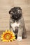 Caucasian shepherd puppy with sunflower