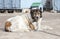 Caucasian Shepherd watchdog. Outdoor shoot