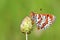 The Caucasian Spotted Fritillary butterfly or Melitaea interrupta