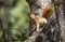 Caucasian Squirrel (Sciurus anomalus) usually lives on the trees.