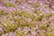 Caucasian stonecrop, Sedum spurium