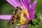 Caucasian striped yellow and black fly hoverfly on a large flower Alpine aster